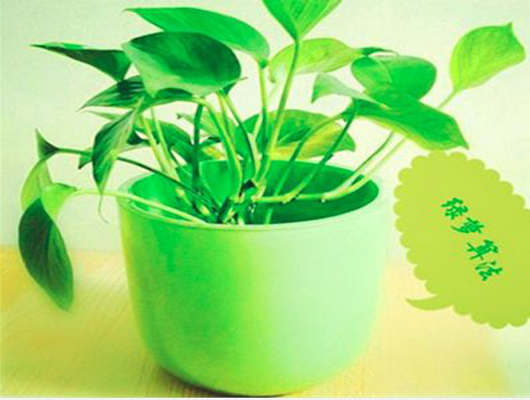 百度算法汇总一：绿萝算法